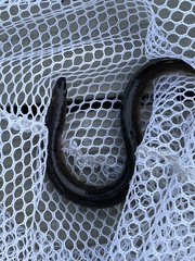 Anguilla rostrata