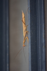 Mantis religiosa