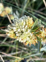 Lespedeza capitata