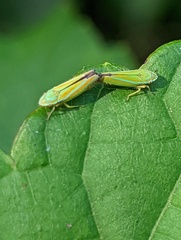 Graphocephala versuta