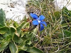 Gentiana verna
