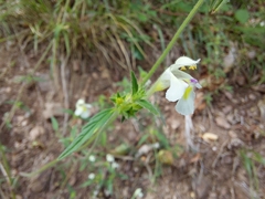 Galeopsis segetum