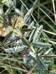 Lespedeza capitata