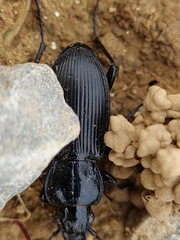 Pterostichus