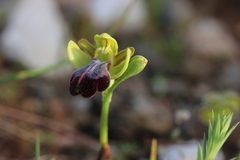 Ophrys fusca iricolor