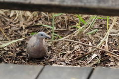 Streptopelia chinensis