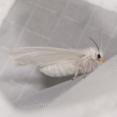 Spilosoma congrua
