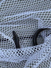 Anguilla rostrata