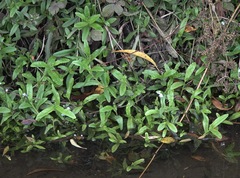 Myosotis scorpioides