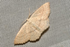 Cyclophora linearia
