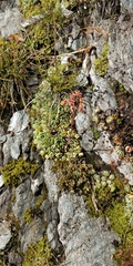 Saxifraga paniculata