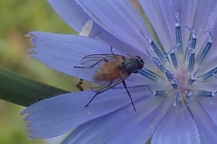 Thricops semicinereus