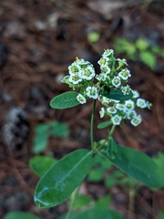Euphorbia pubentissima