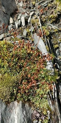 Saxifraga paniculata