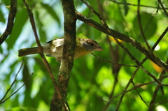 Cyclarhis gujanensis