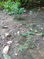 Gueldenstaedtia verna