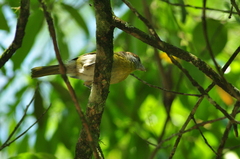Cyclarhis gujanensis