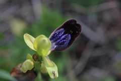 Ophrys fusca iricolor