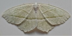 Campaea perlata