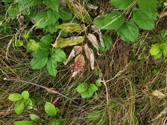 Maianthemum racemosum