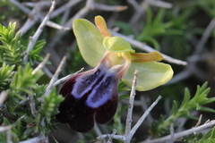Ophrys fusca iricolor