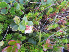 Vaccinium vitis-idaea
