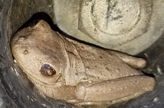 Osteopilus septentrionalis