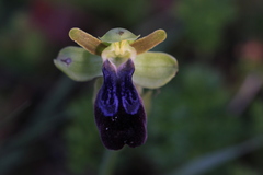 Ophrys fusca iricolor