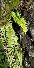 Polystichum lonchitis