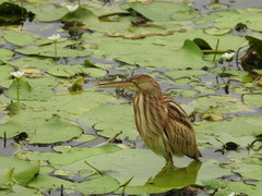 Ixobrychus sinensis