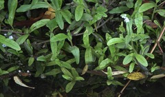 Myosotis scorpioides