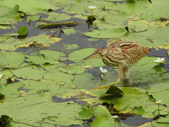 Ixobrychus sinensis