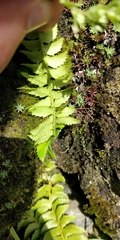 Polystichum lonchitis