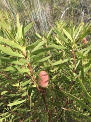 Leucadendron coniferum
