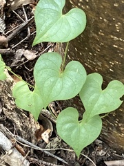 Dioscorea