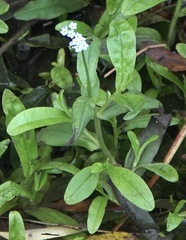 Myosotis scorpioides