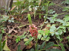 Indigofera hendecaphylla