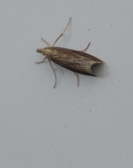 Agriphila tristella