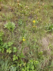Hieracium umbellatum
