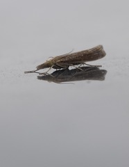 Agriphila tristella
