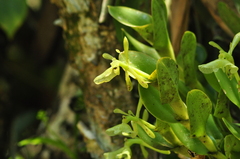 Epidendrum