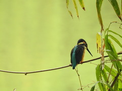 Alcedo atthis