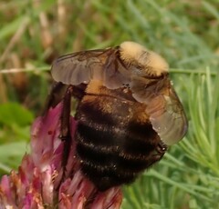 Bombus griseocollis