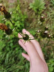 Hieracium umbellatum
