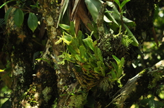 Epidendrum