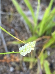 Polygala setacea