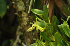 Epidendrum