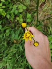 Hieracium umbellatum