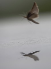 Agriphila tristella