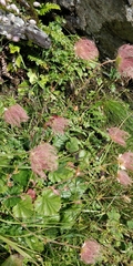 Geum montanum